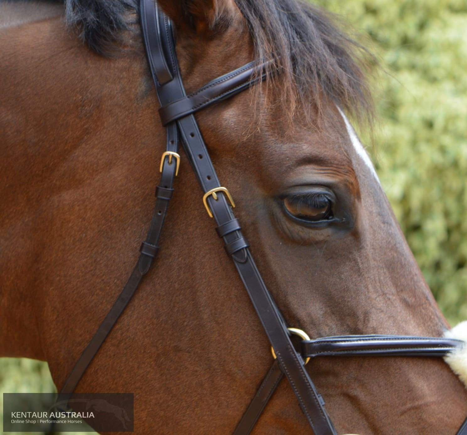 Kentaur Grackle Bridle With Plain Padded Browband And Nosepiece Bridles