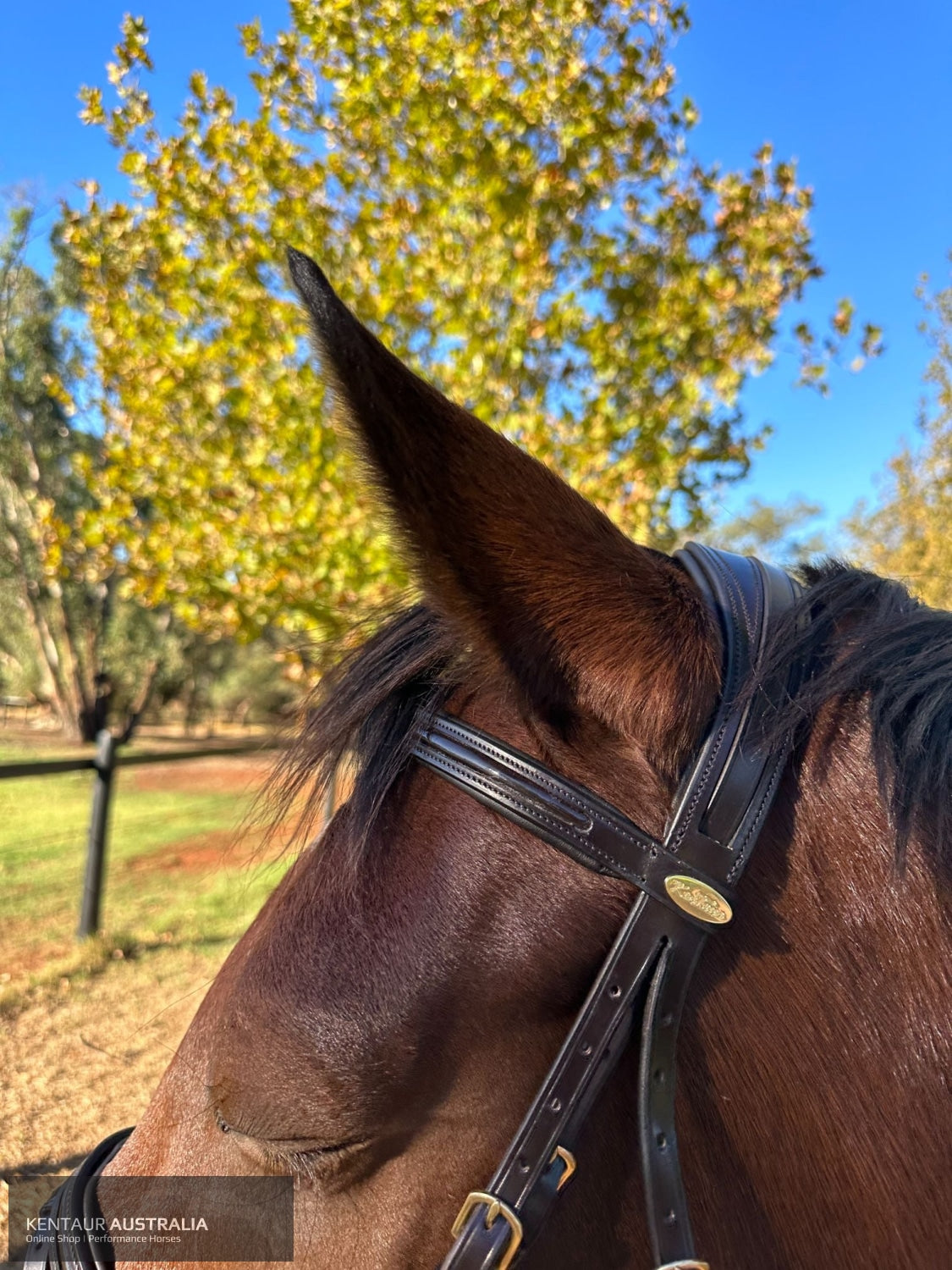 Kentaur ’Savannah’ Bridle Bridles