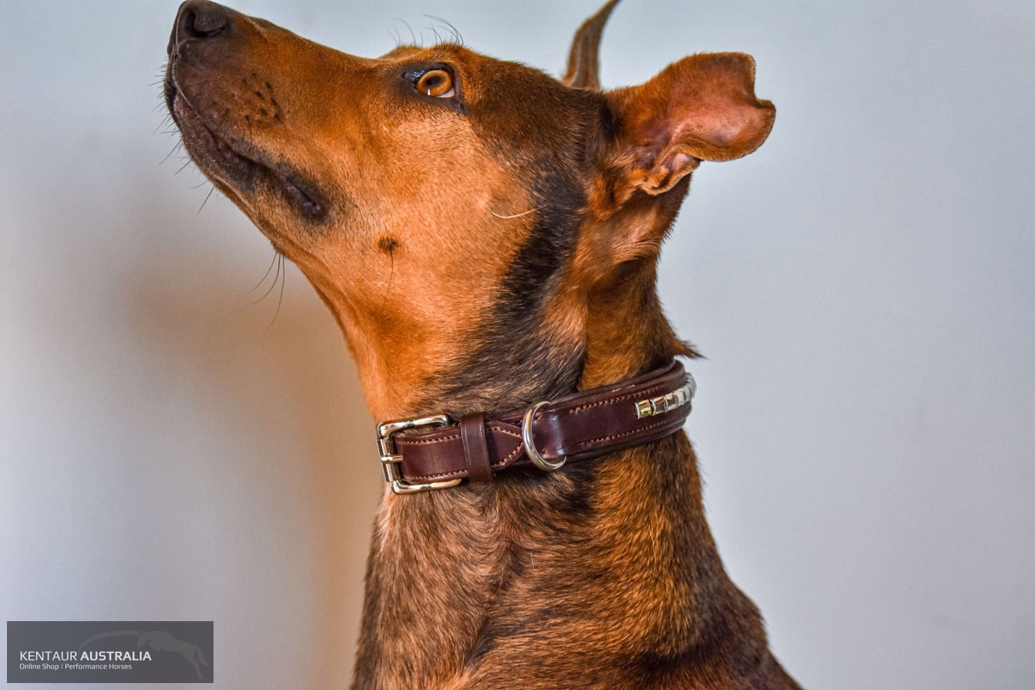 Kentaur ’Semi-Roll’ Dog Collar Dog Collars