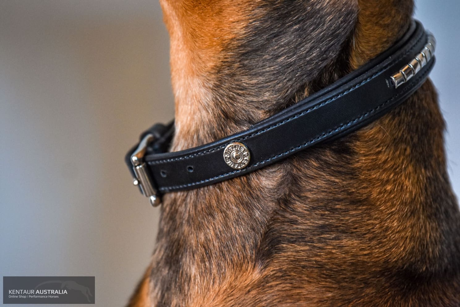 Kentaur ’Semi-Roll’ Dog Collar Dog Collars