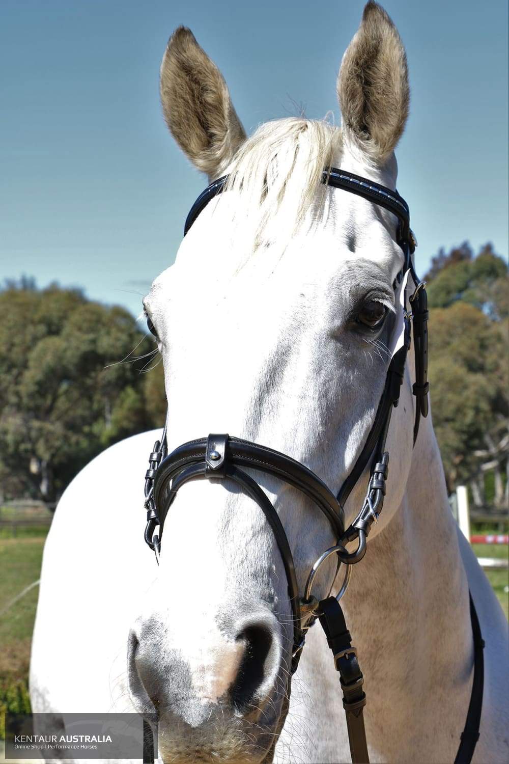 Kentaur Hanoverian Bridle With Decorative Browband And Removable Flash Bridles