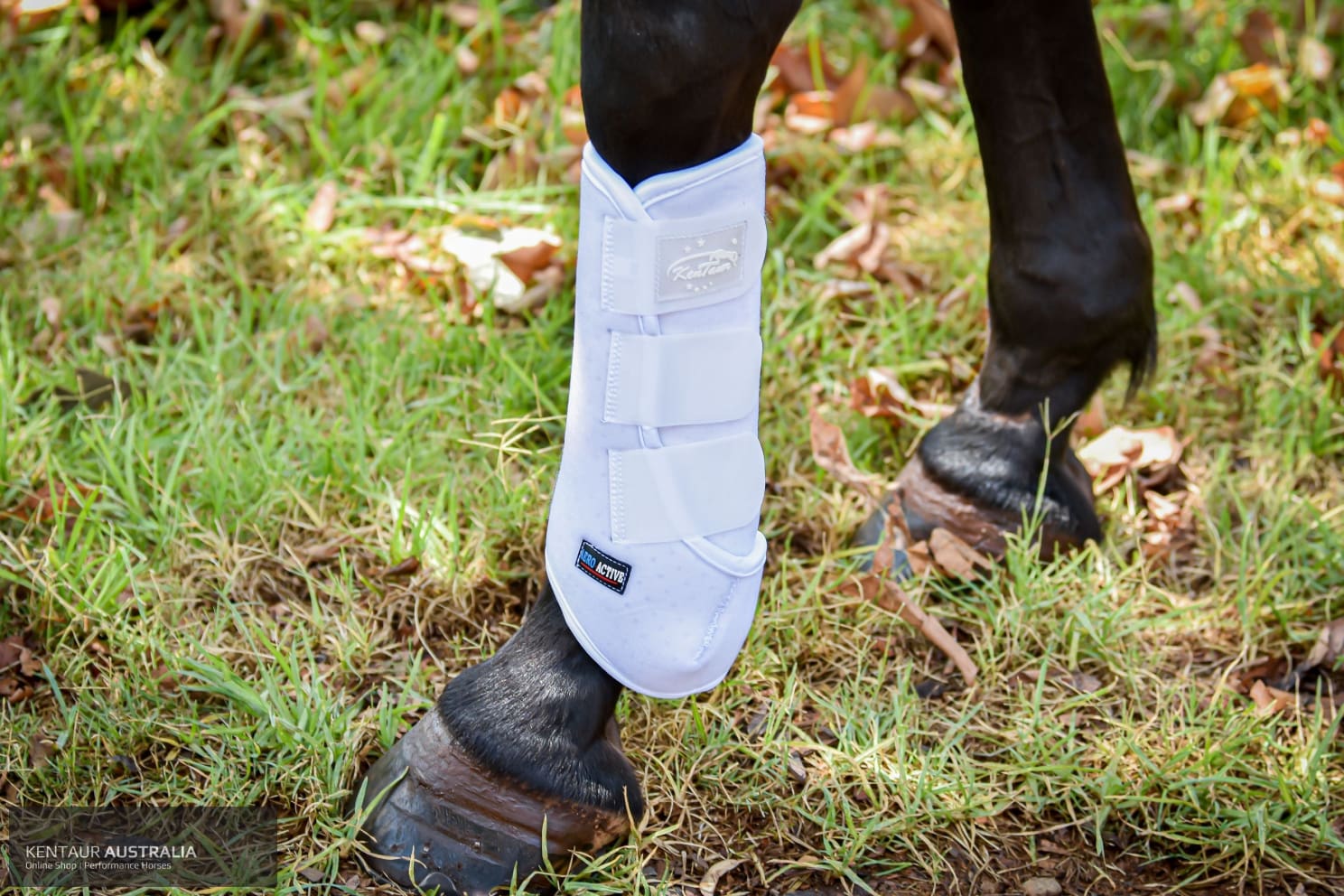 Kentaur ‘Velcro’ Hind Dressage Boots dressage boots