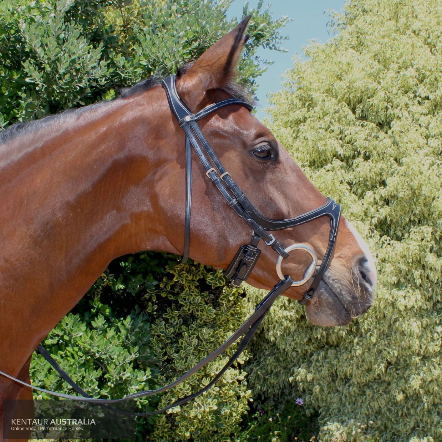 Montar Excellence Bridle Black / Full Bridles