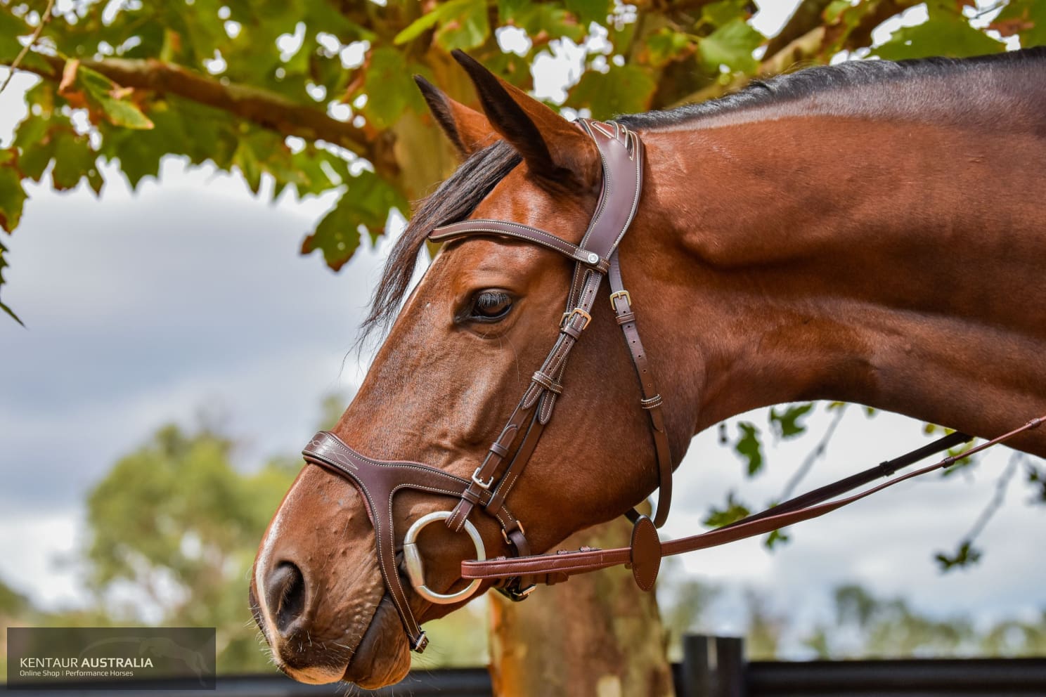 Montar ’Excellence’ Bridle Bridles