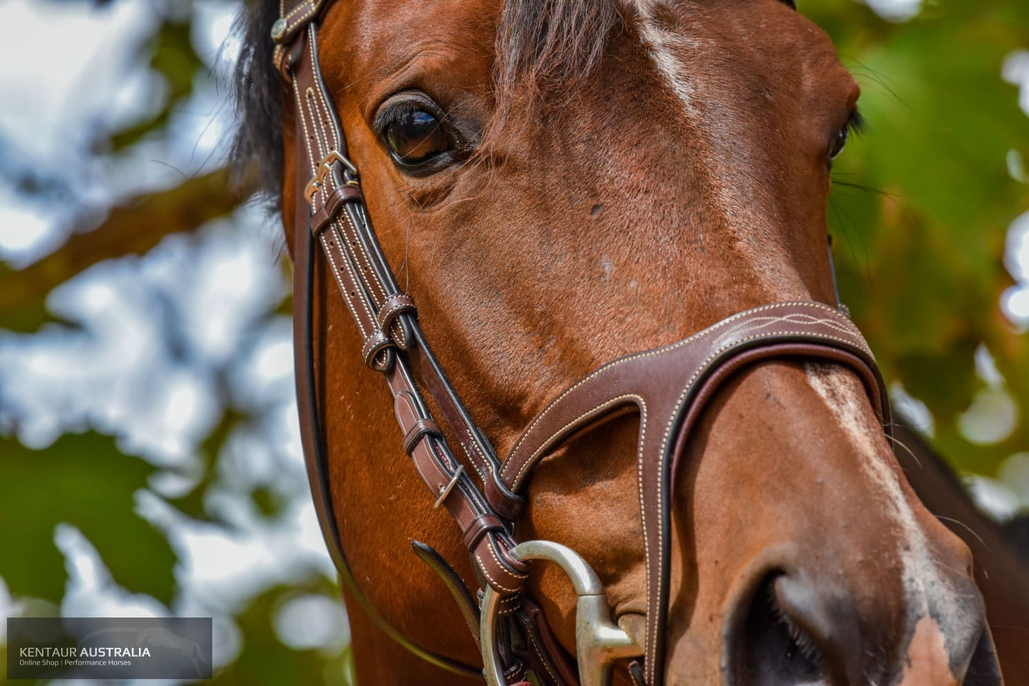 Montar ’Excellence’ Bridle Bridles