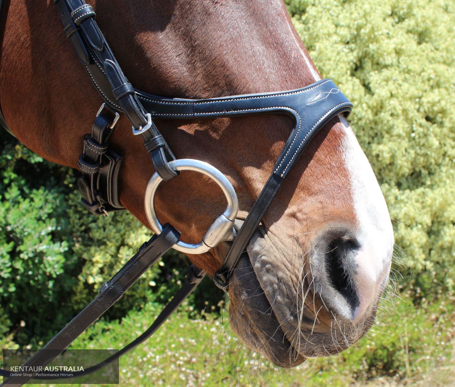 Montar Excellence Bridle Bridles