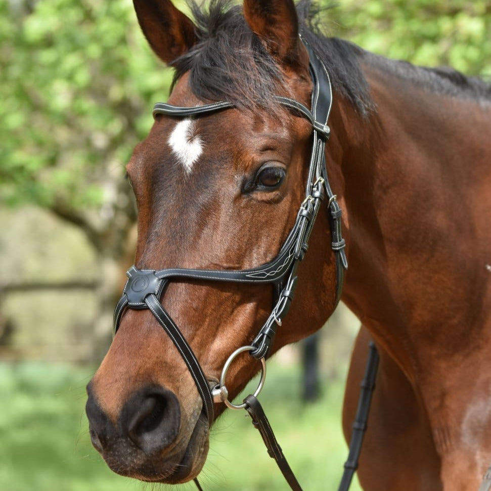 Montar ’Lyon’ Bridle Black / Full Bridles