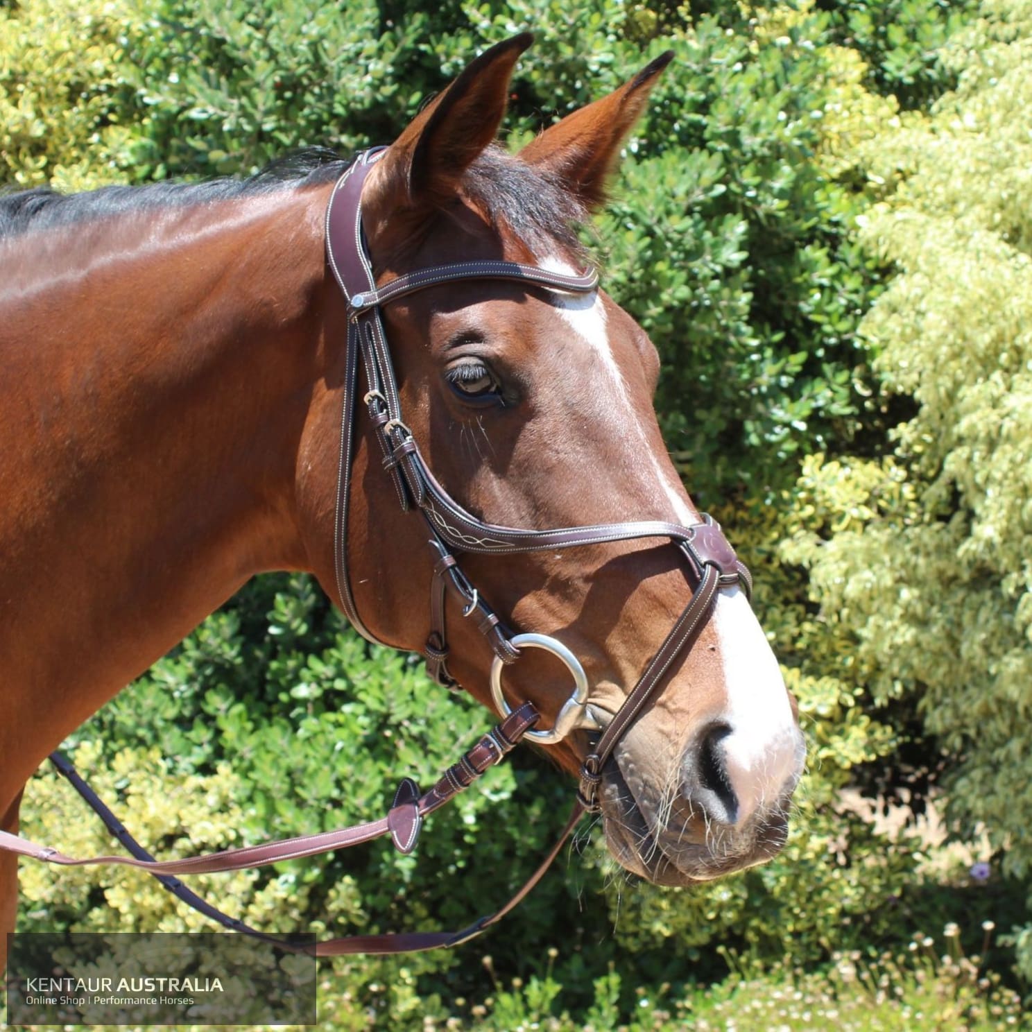 Montar Lyon Bridle Brown / Full Bridles