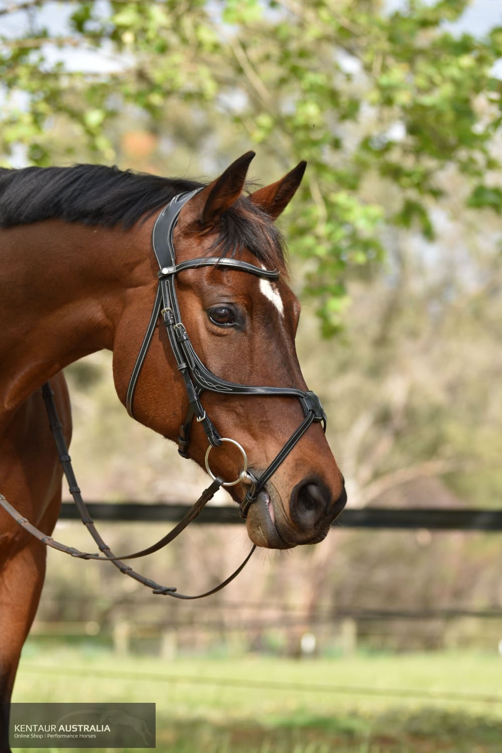 Montar ’Lyon’ Bridle Bridles