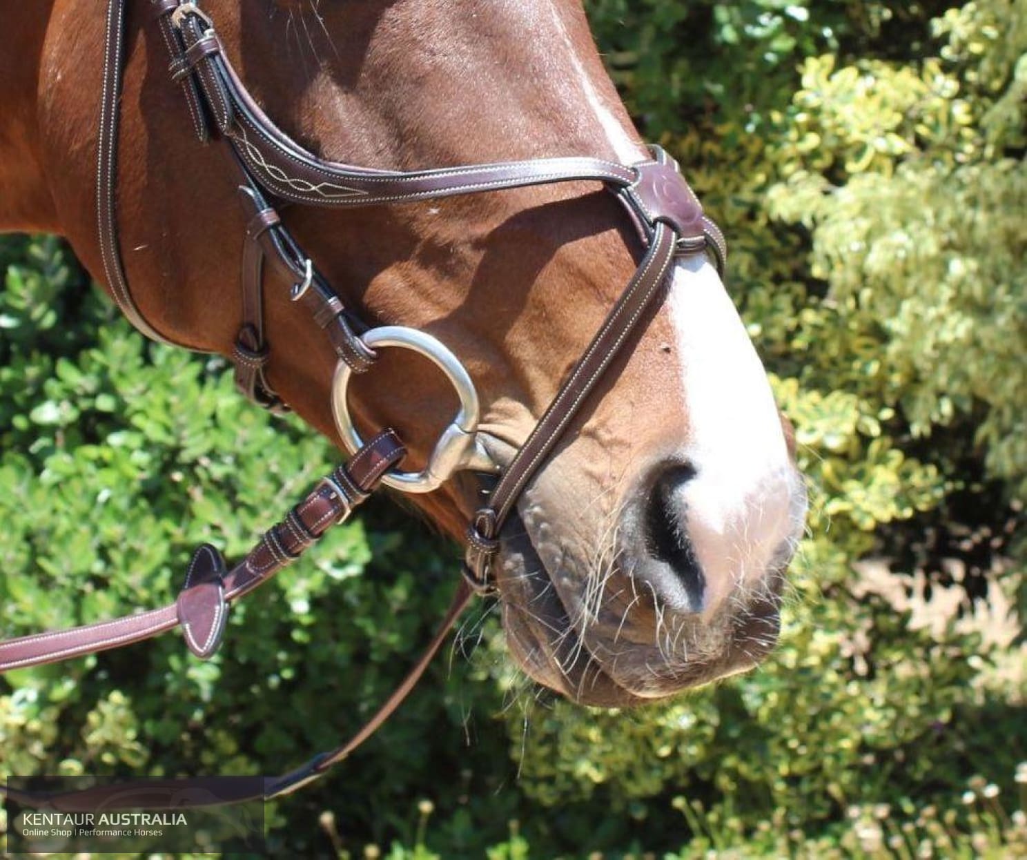 Montar Lyon Bridle Bridles