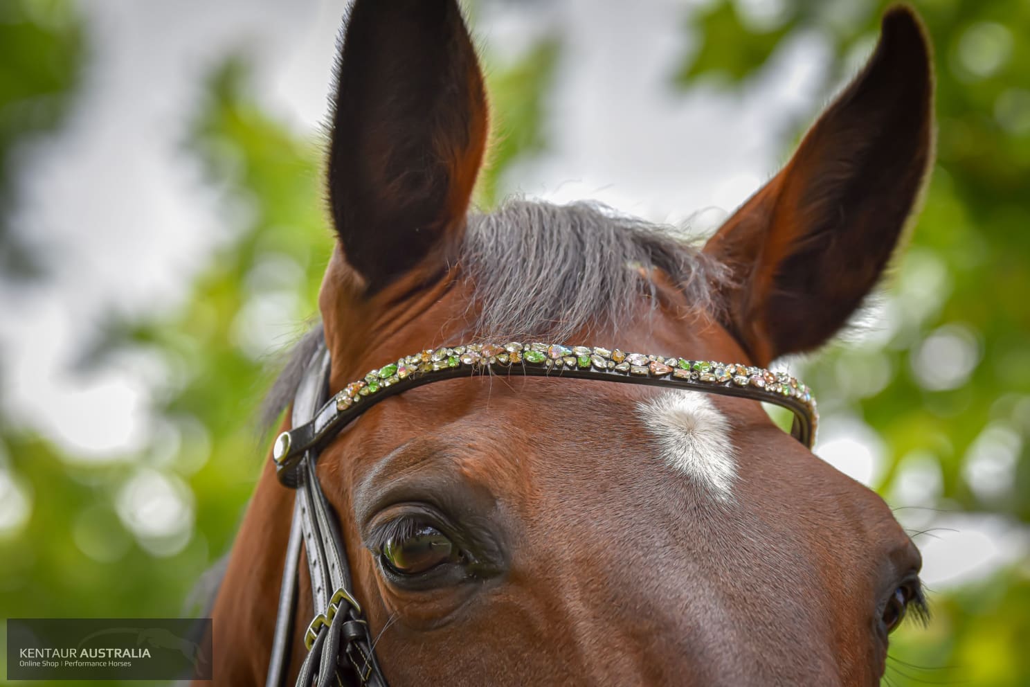 Montar ’Mighty’ Browband Bridles