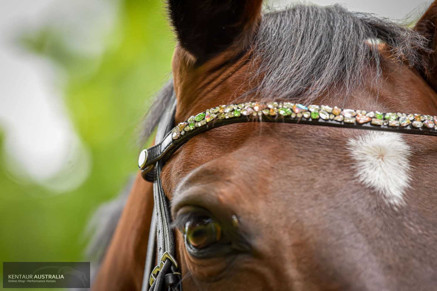 Montar ’Mighty’ Browband Bridles