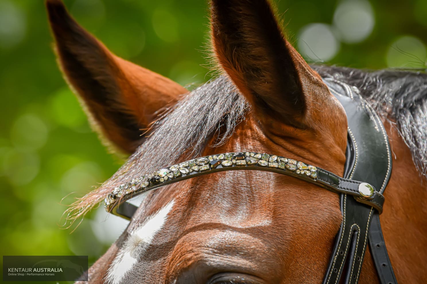 Montar ’Mighty’ Browband Bridles