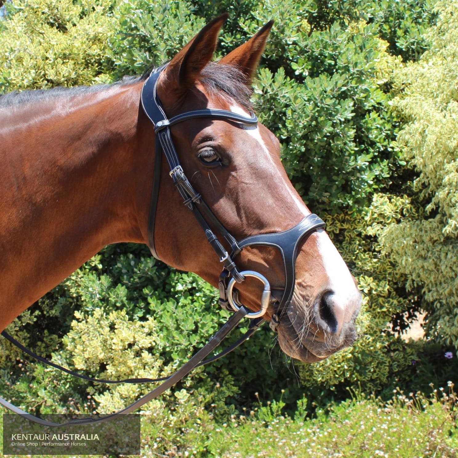 Montar Monarch Bridle Black / Cob Bridles