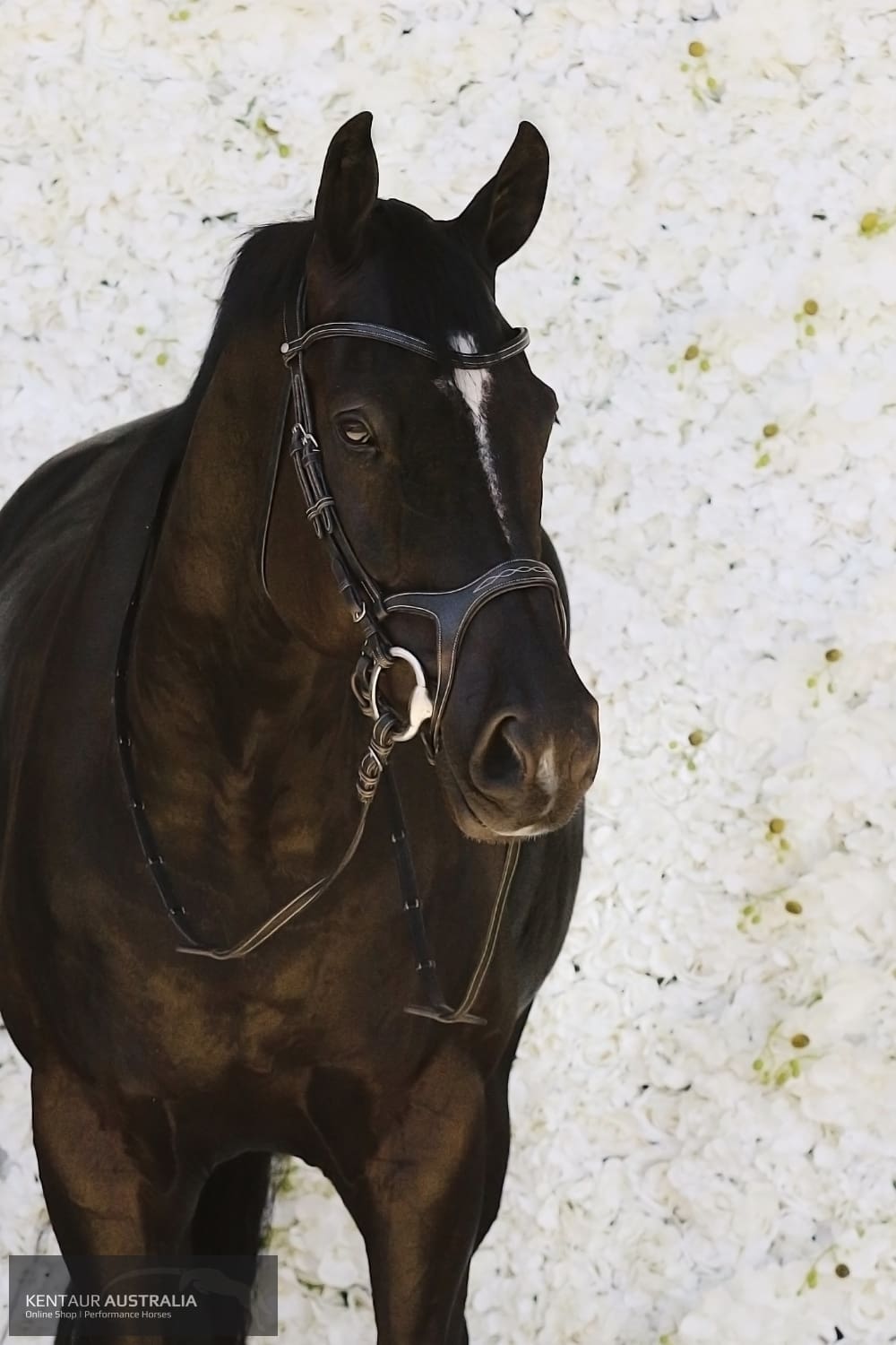 Montar Monarch Bridle Bridles