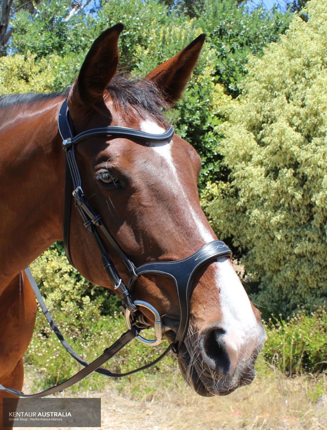 Montar Monarch Bridle Bridles