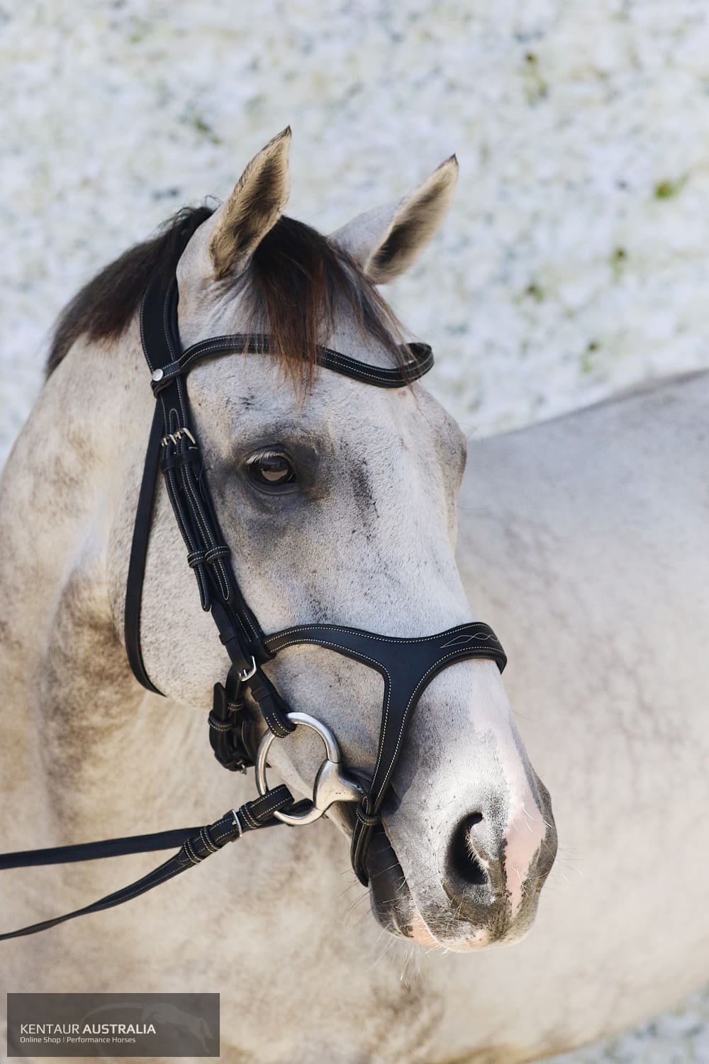 Montar Monarch Bridle Bridles