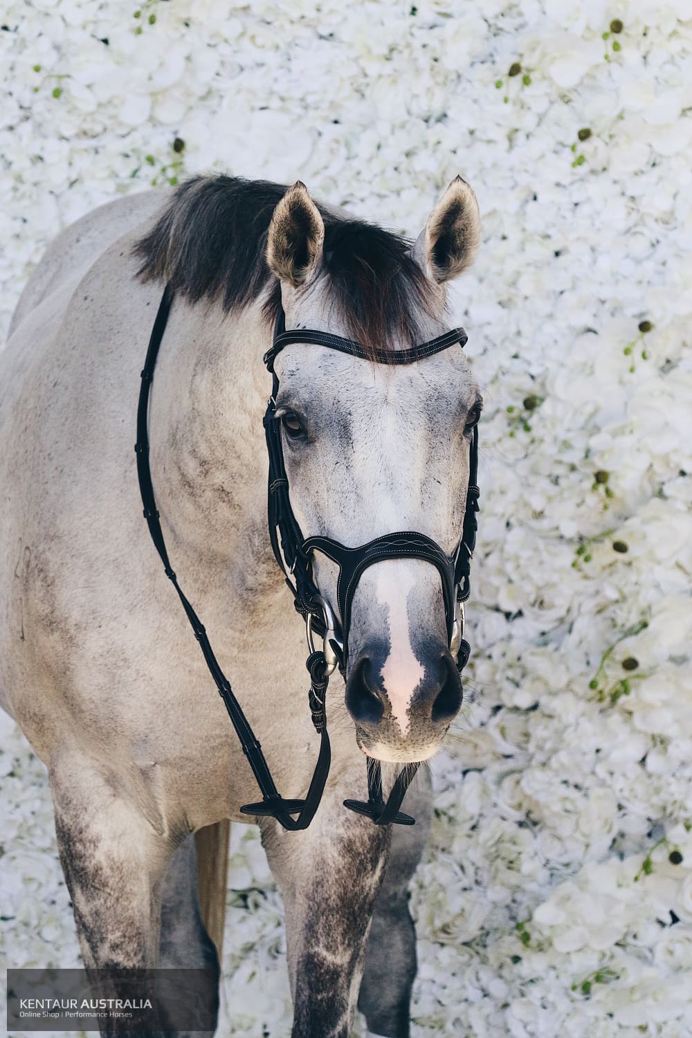 Montar Monarch Bridle Bridles