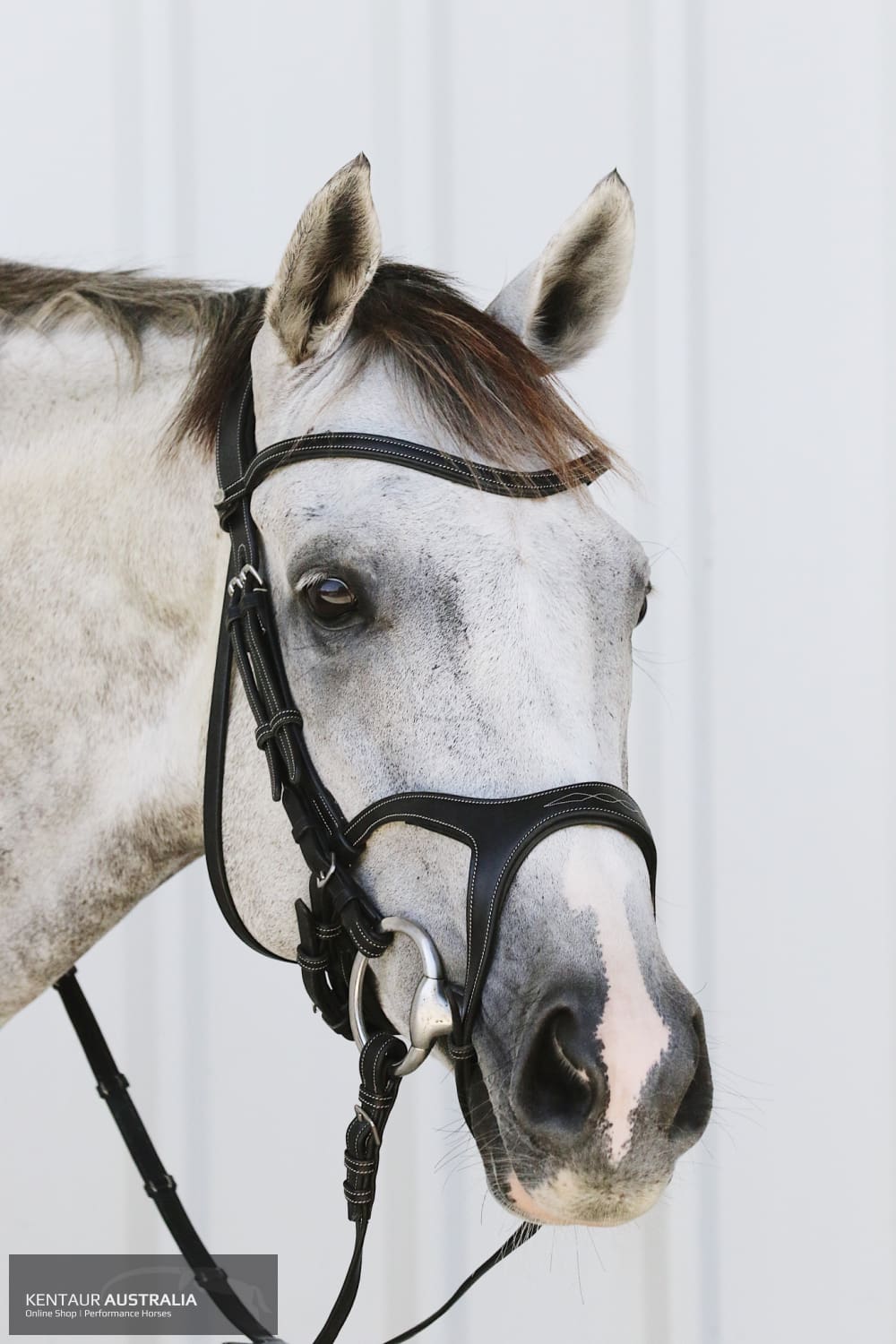 Montar Monarch Bridle Bridles