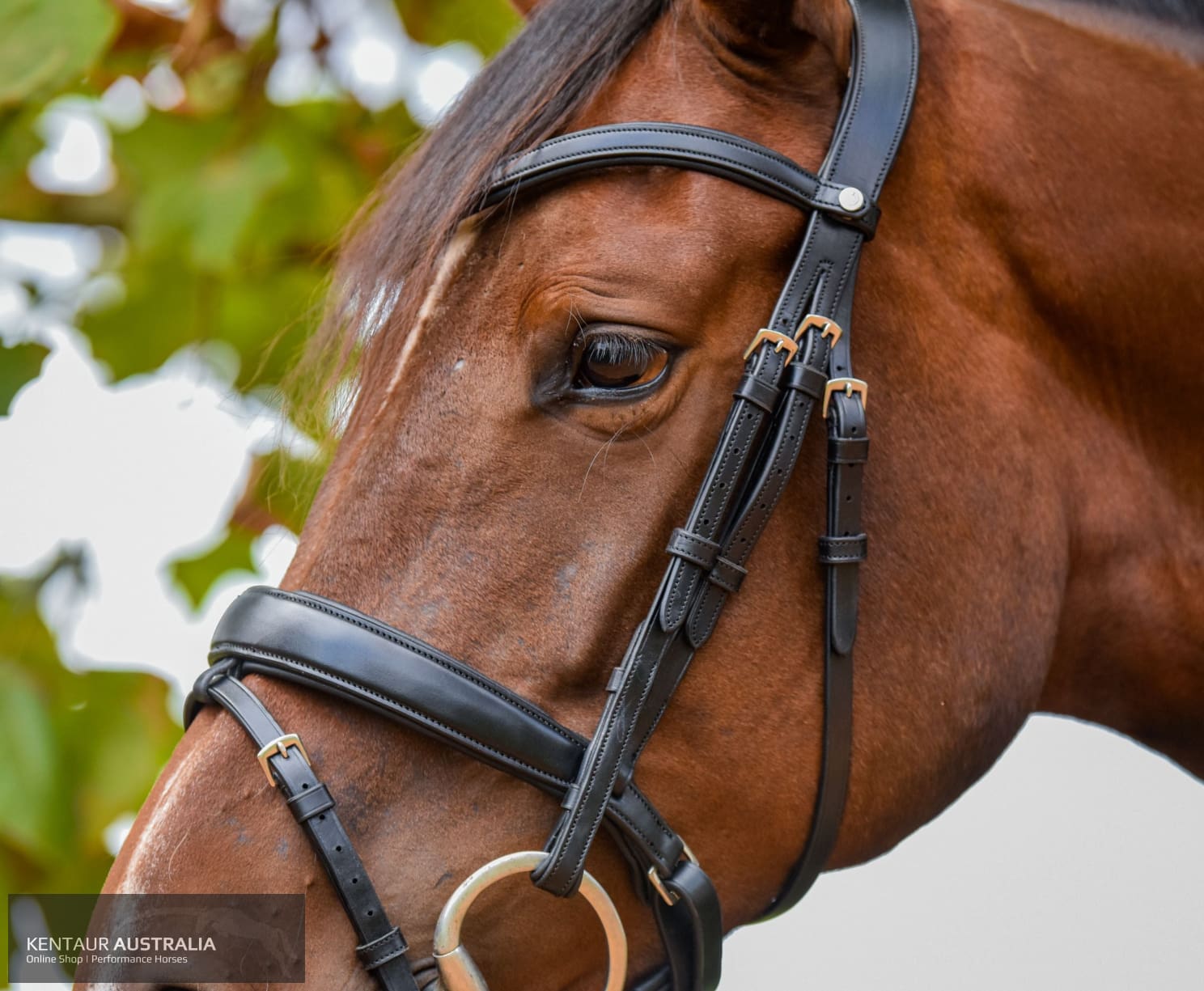 Montar ‘Normandie’ Bridle Bridles