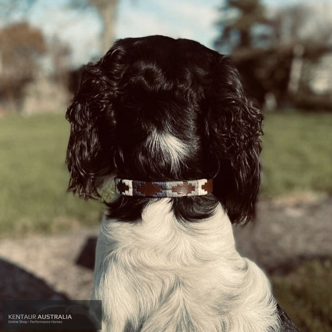Pampeano ’Roca’ Dog Collar L Dog Collars