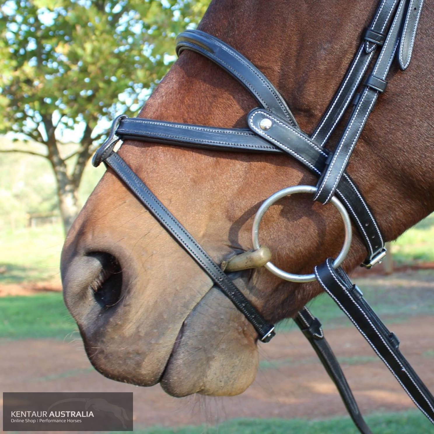 Silver Crown ’Brazilian’ Noseband Bridles