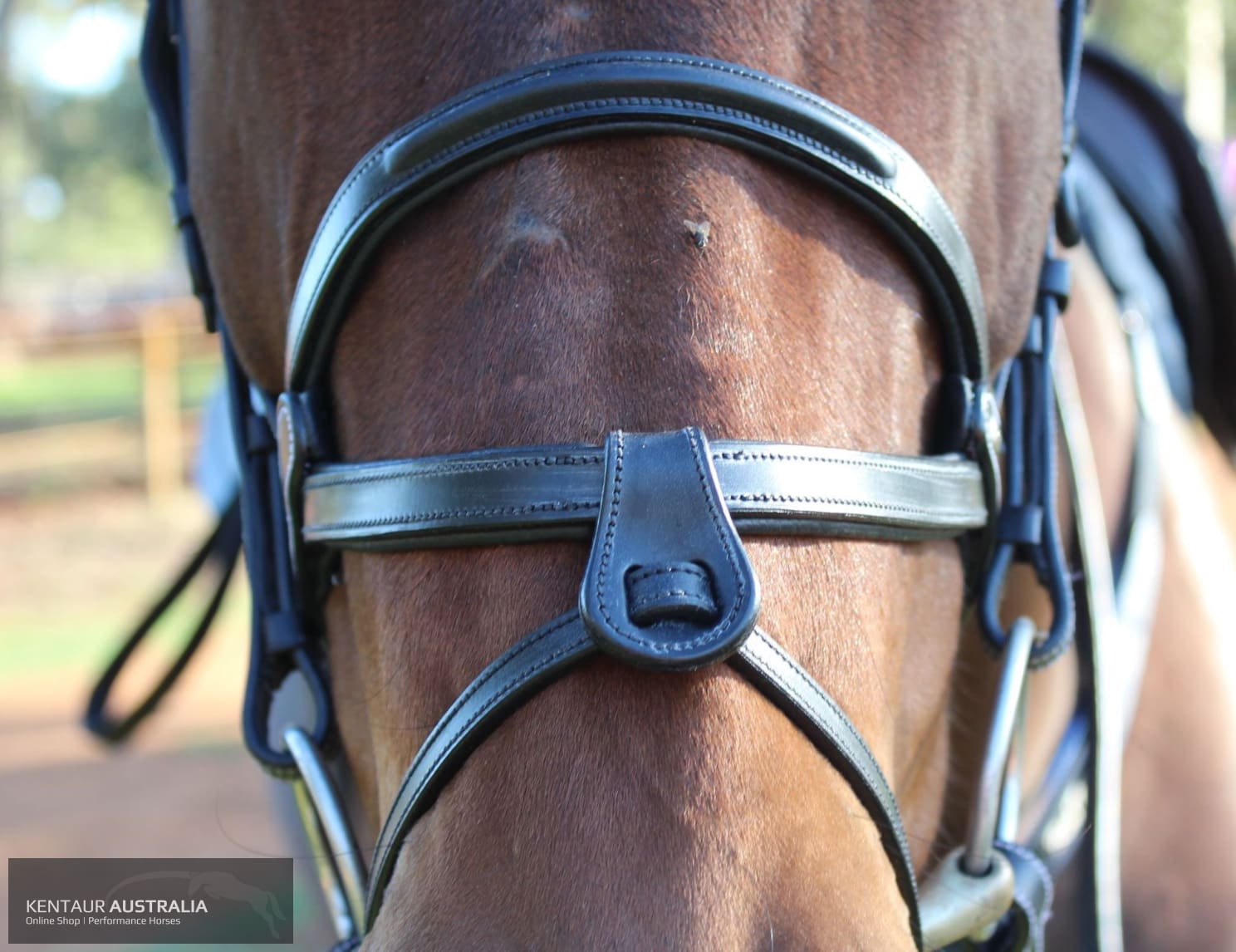 Silver Crown ’Brazilian’ Noseband Bridles