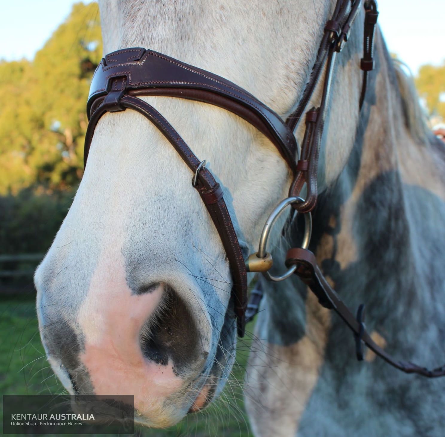 Silver Crown US Noseband Australian Nut (No White Stitching) Bridles