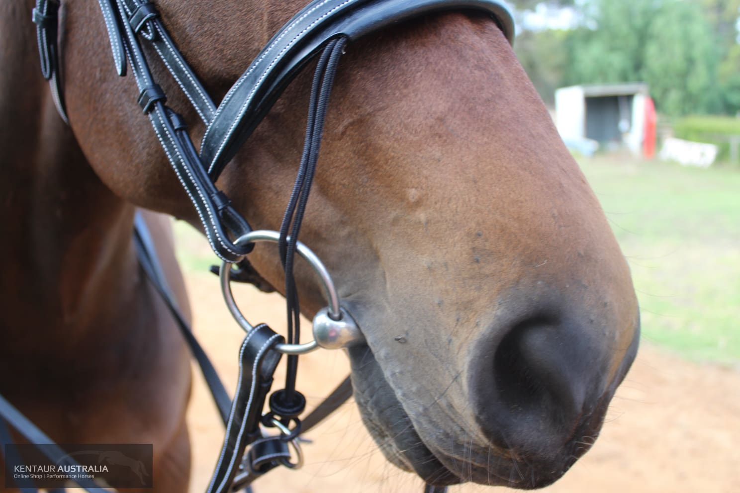 Silver Crown Valla Noseband Bridles