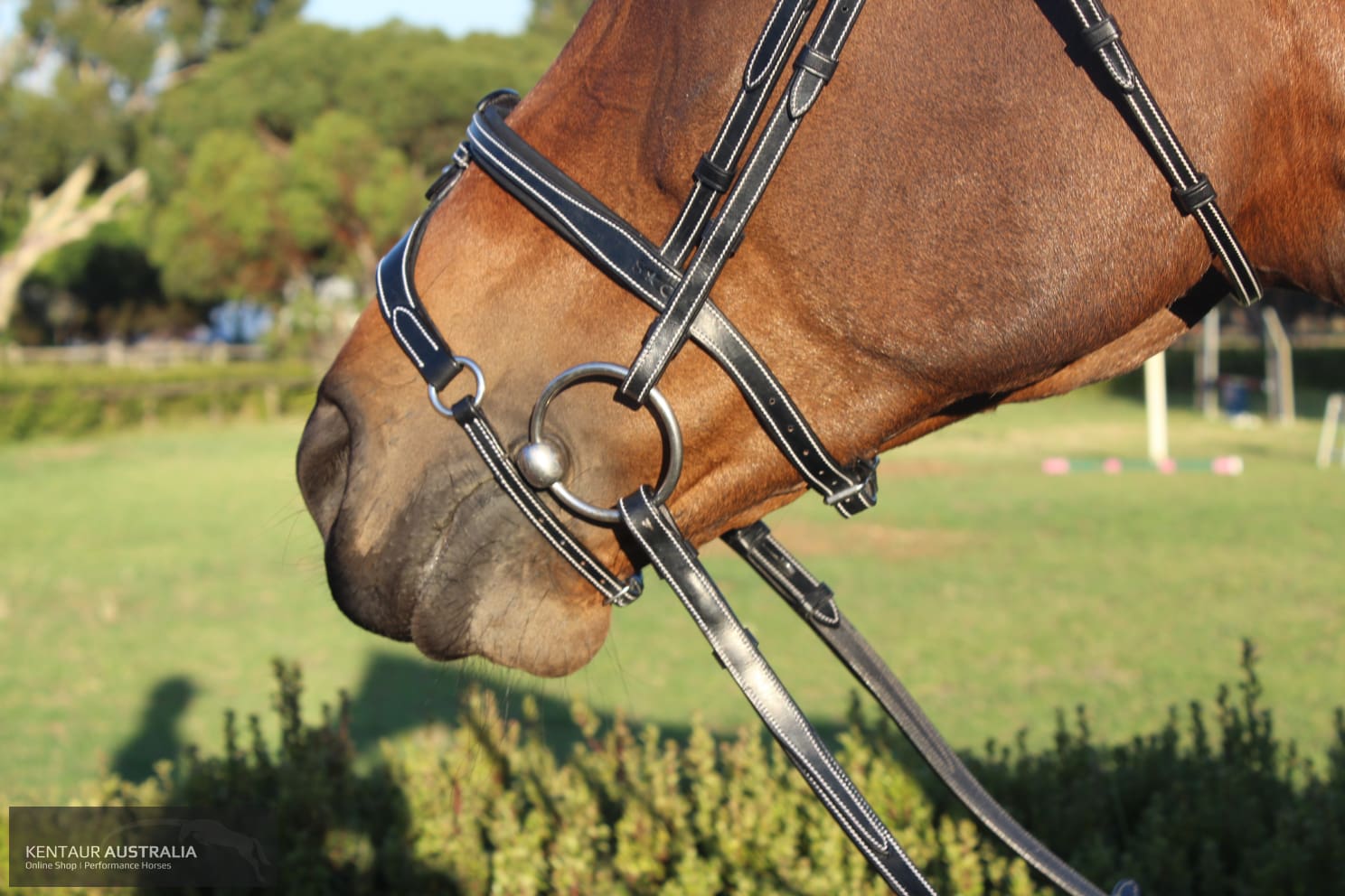 Silver Crown X Nose Ii Noseband Bridles