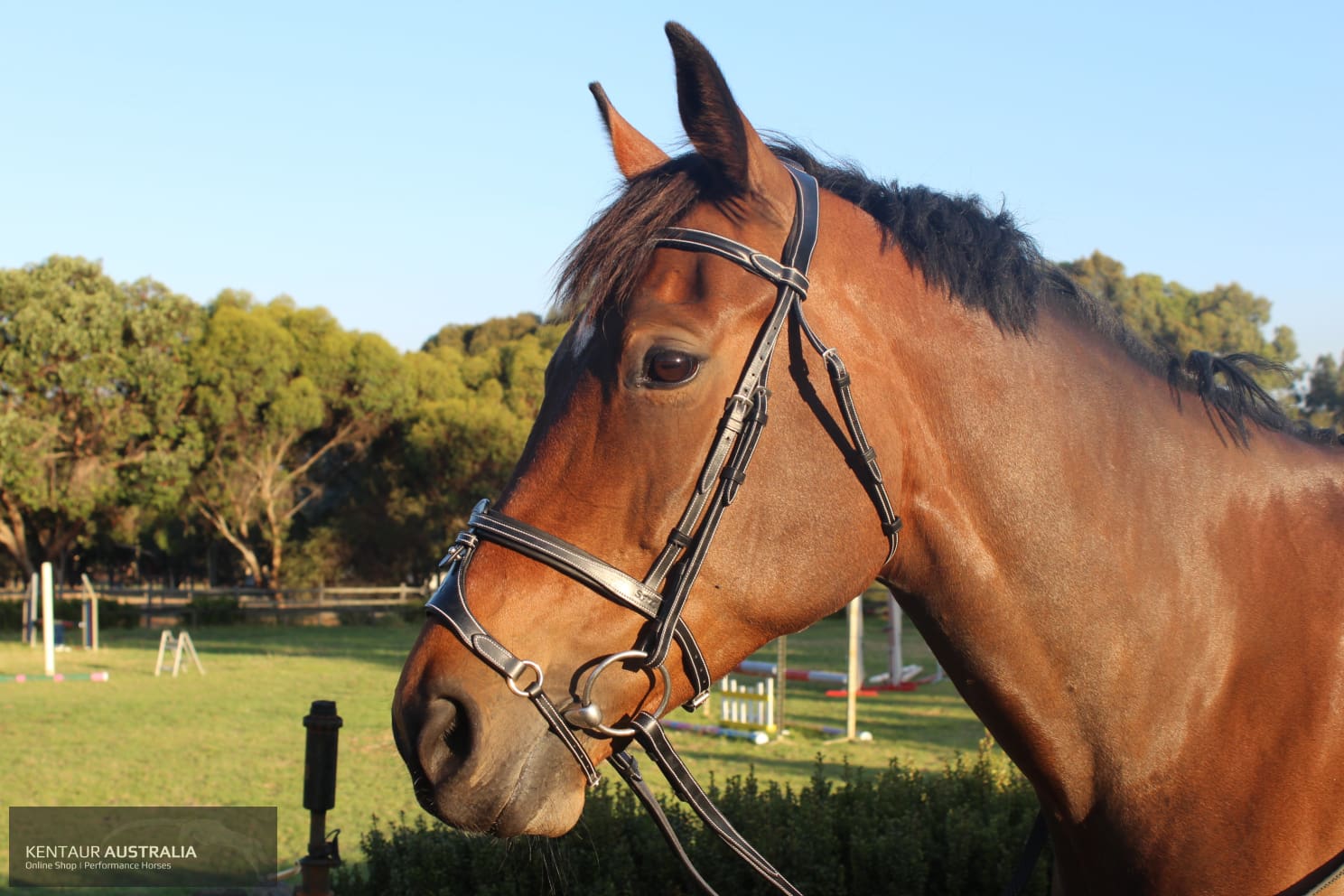 Silver Crown X Nose Ii Noseband Bridles