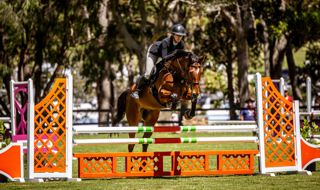 Simplifying FEI Jumping Rules | Young Horse Hind Boots