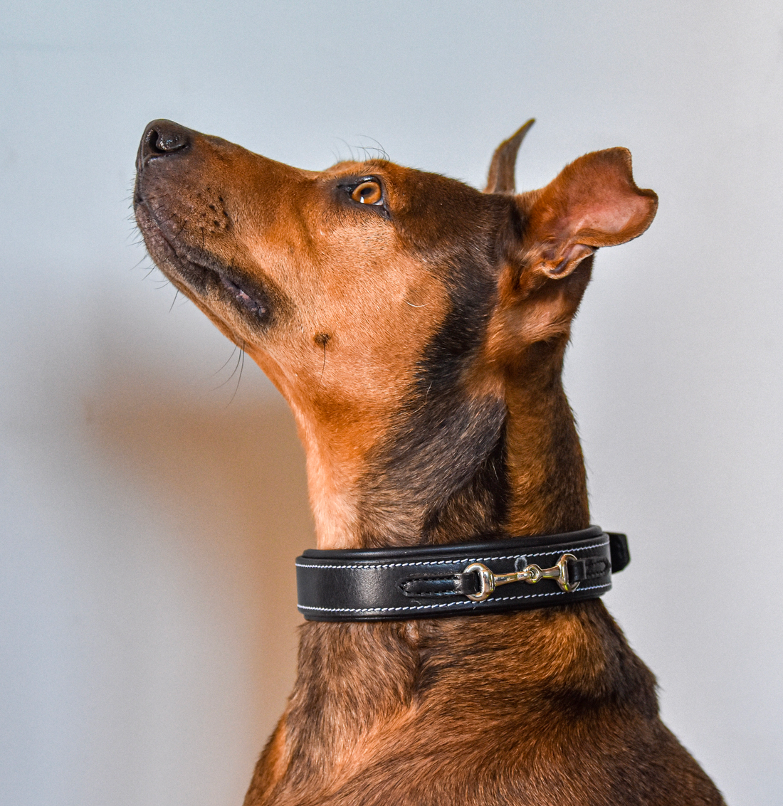For Dogs