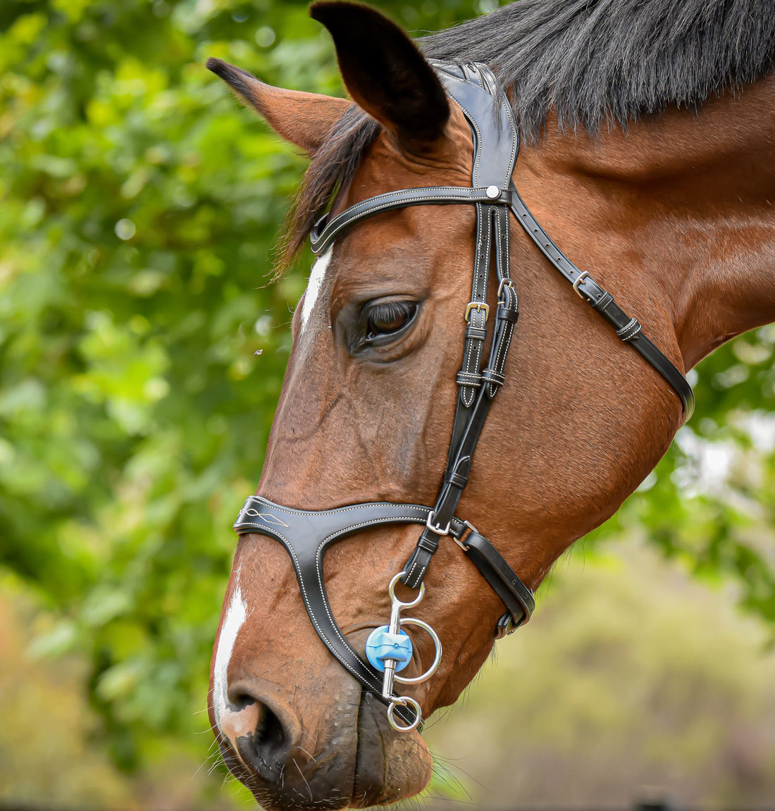 Bridles