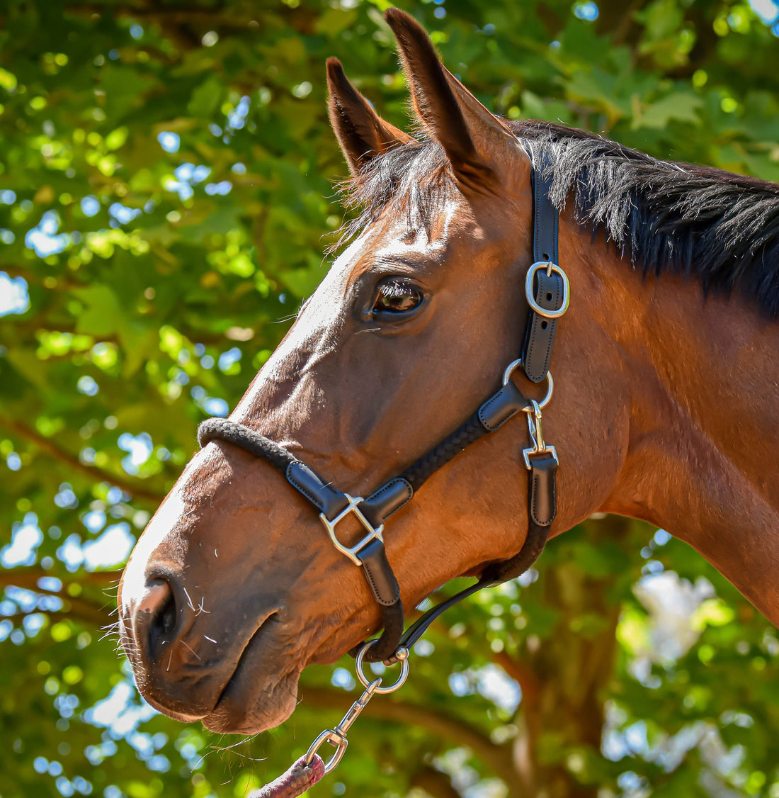 Halters & Leads
