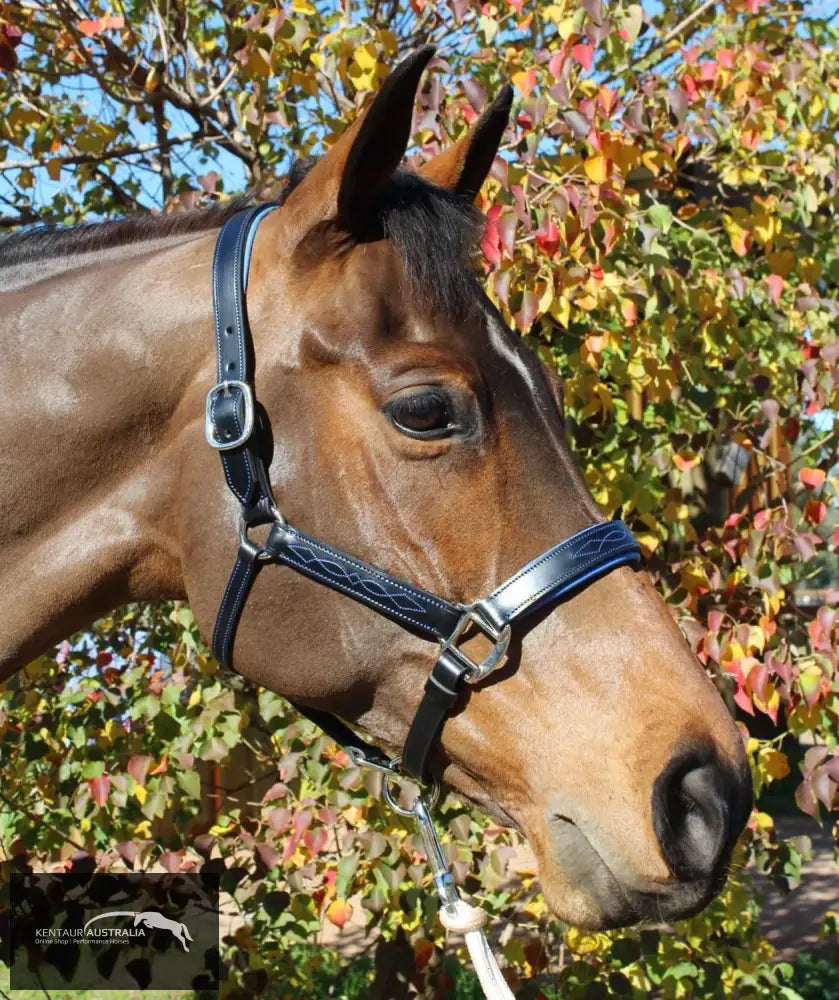 Kentaur ’Coloured’ Leather Halter Black / Full / Blue Halters &amp; Flyveils