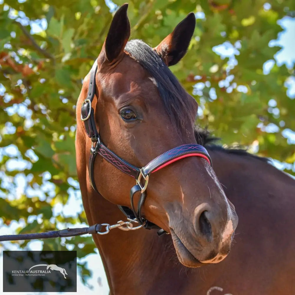 Kentaur ’Coloured’ Leather Halter Black / Full / Pink Halters & Flyveils