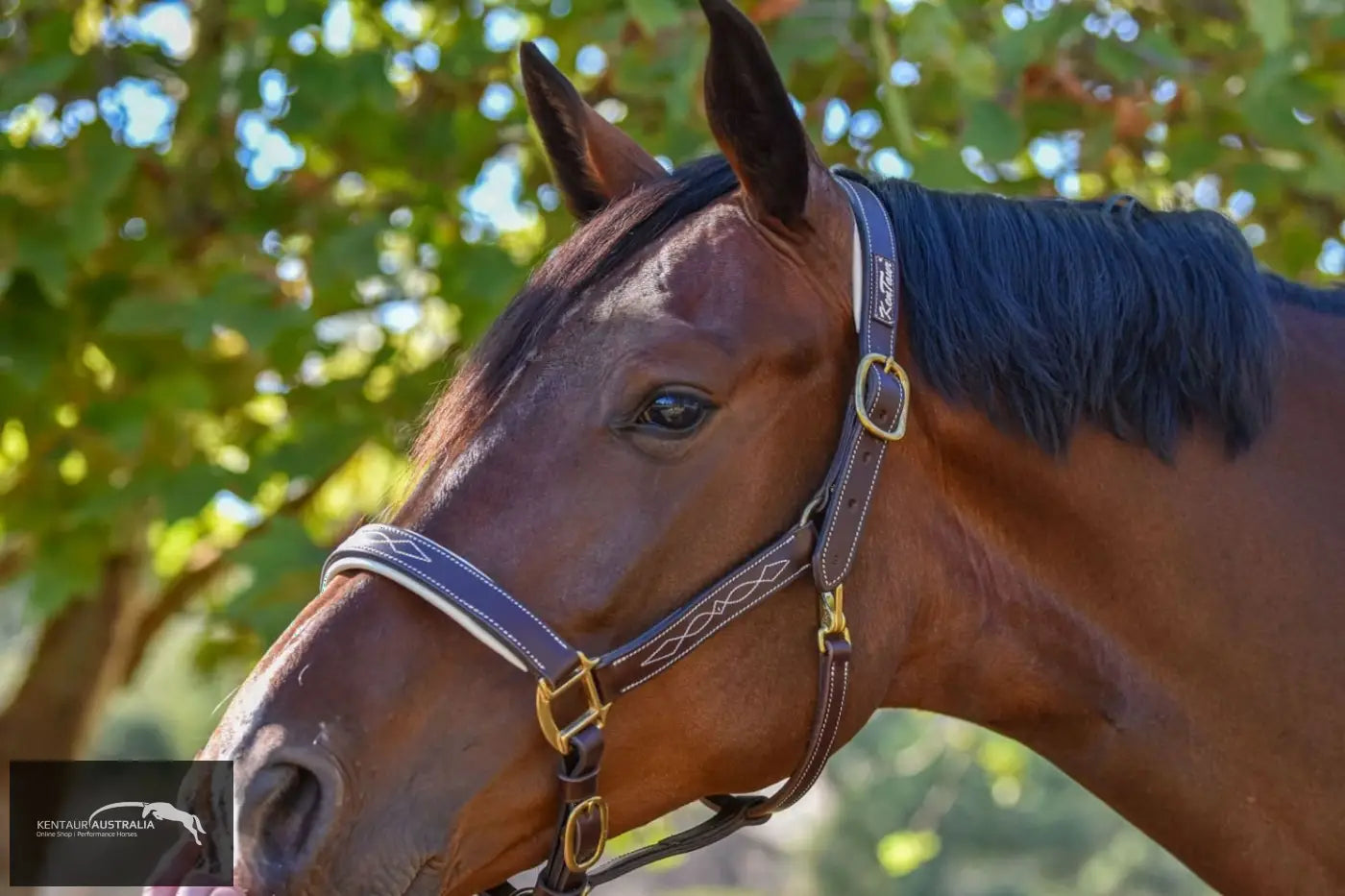 Kentaur ’Coloured’ Leather Halter Dark Brown / Full / White Halters &amp; Flyveils