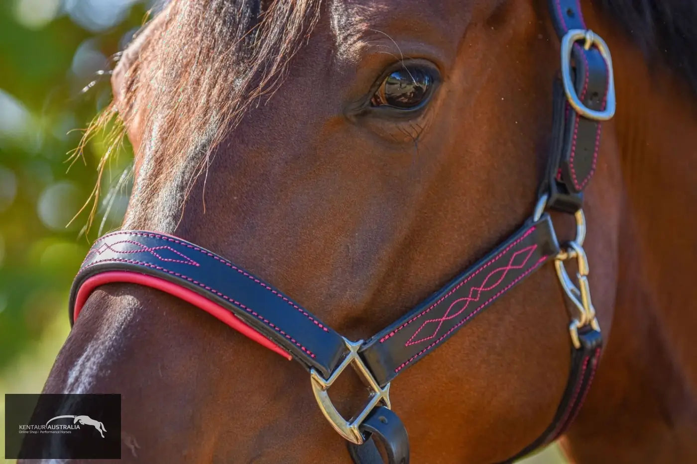 Kentaur ’Coloured’ Leather Halter Halters &amp; Flyveils