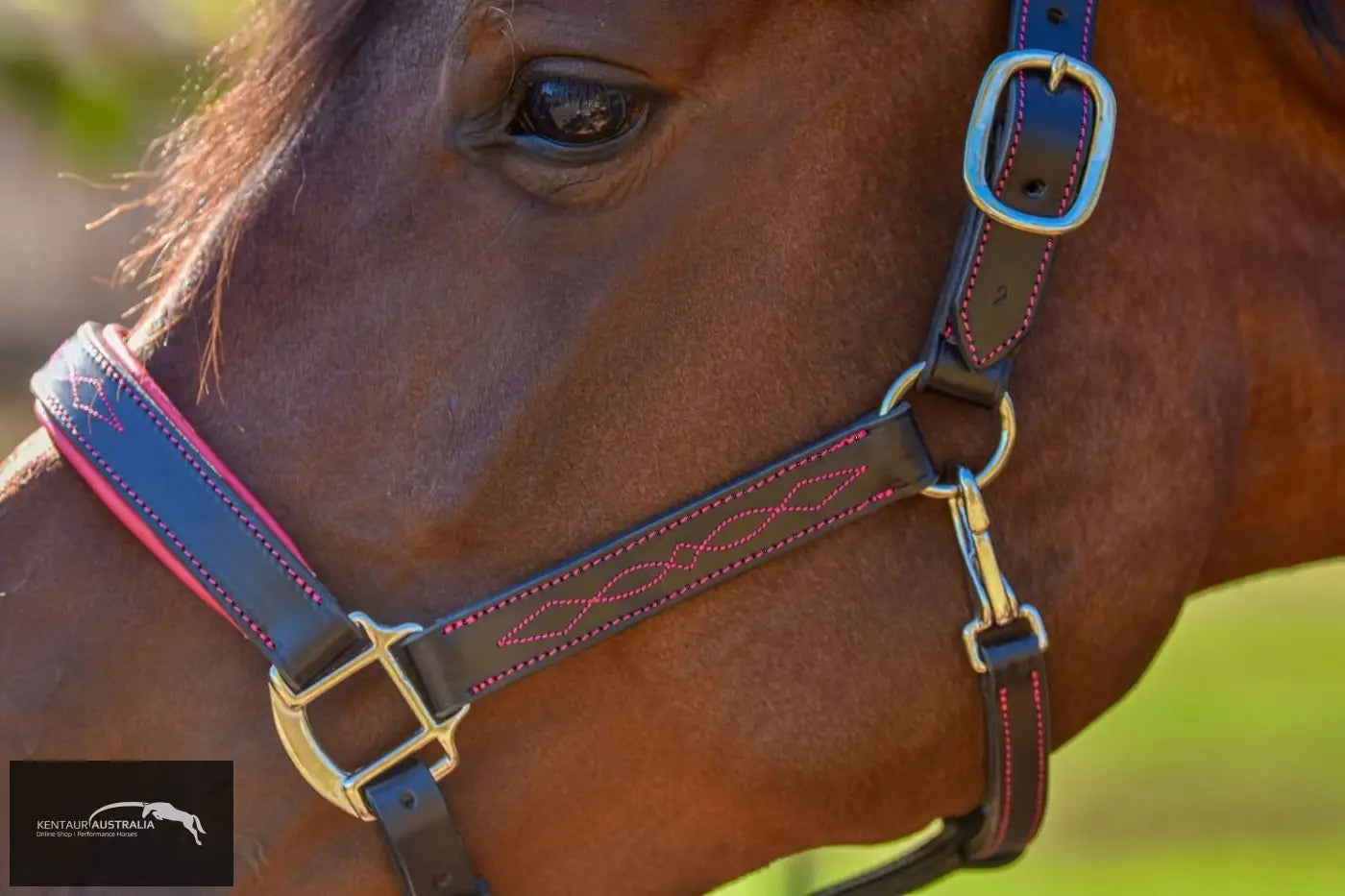 Kentaur ’Coloured’ Leather Halter Halters &amp; Flyveils