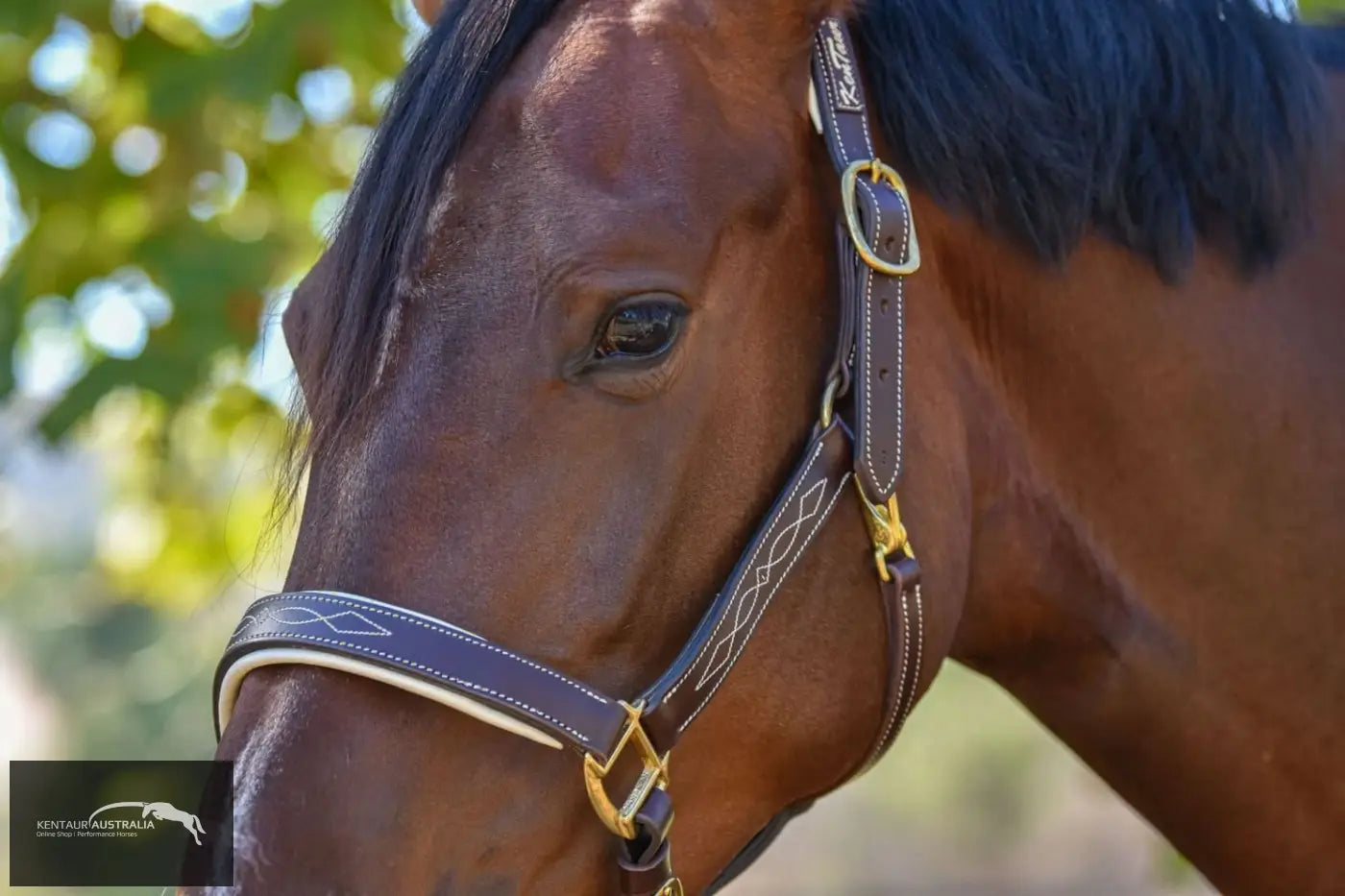 Kentaur ’Coloured’ Leather Halter Halters &amp; Flyveils