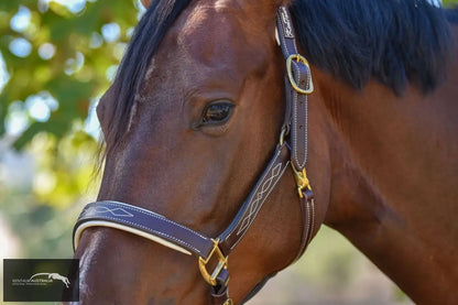 Kentaur ’Coloured’ Leather Halter Halters &amp; Flyveils