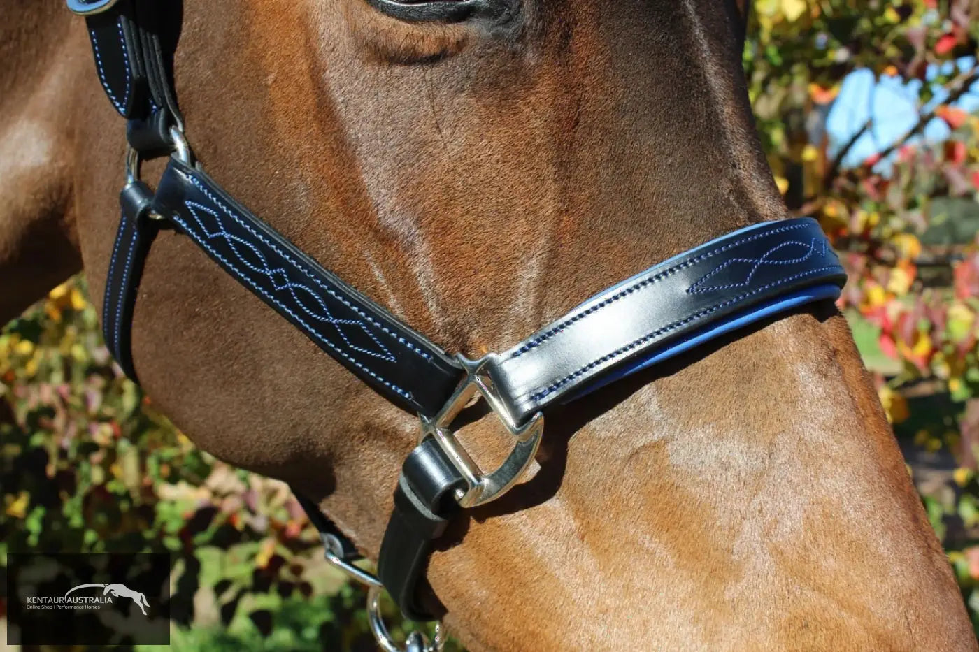 Kentaur ’Coloured’ Leather Halter Halters &amp; Flyveils