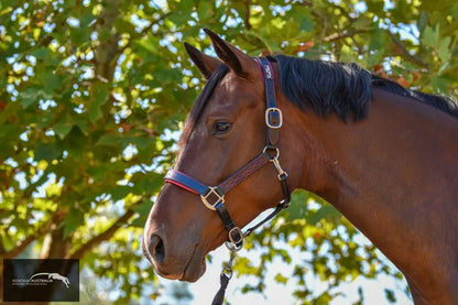 Kentaur ’Coloured’ Leather Halter Halters &amp; Flyveils