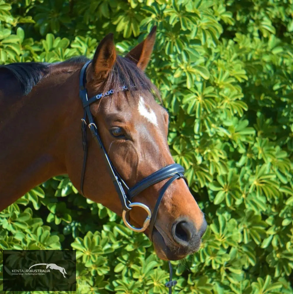 Kentaur Hanoverian Bridle With Chain Link Browband Bridles