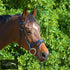 Kentaur Hanoverian Bridle With Chain Link Browband Bridles