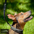 Kentaur ’Decorative Stitching’ Dog Lead Black Dog Lead