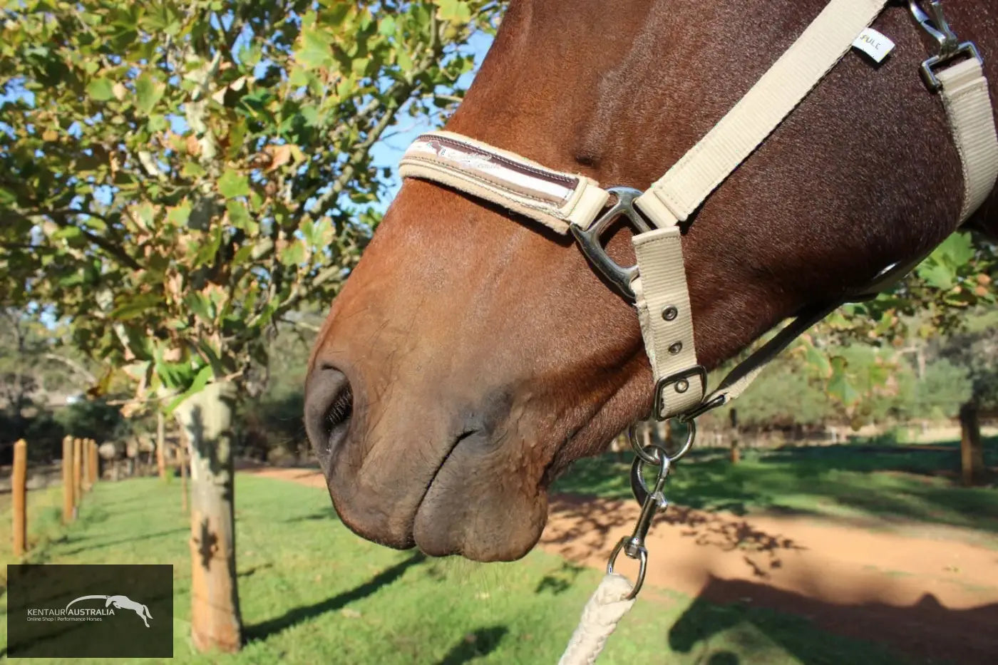 Kentaur ’Fleece’ Halter Halters &amp; Flyveils