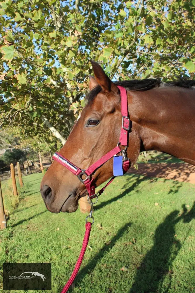 Kentaur ’Fleece’ Halter Halters &amp; Flyveils