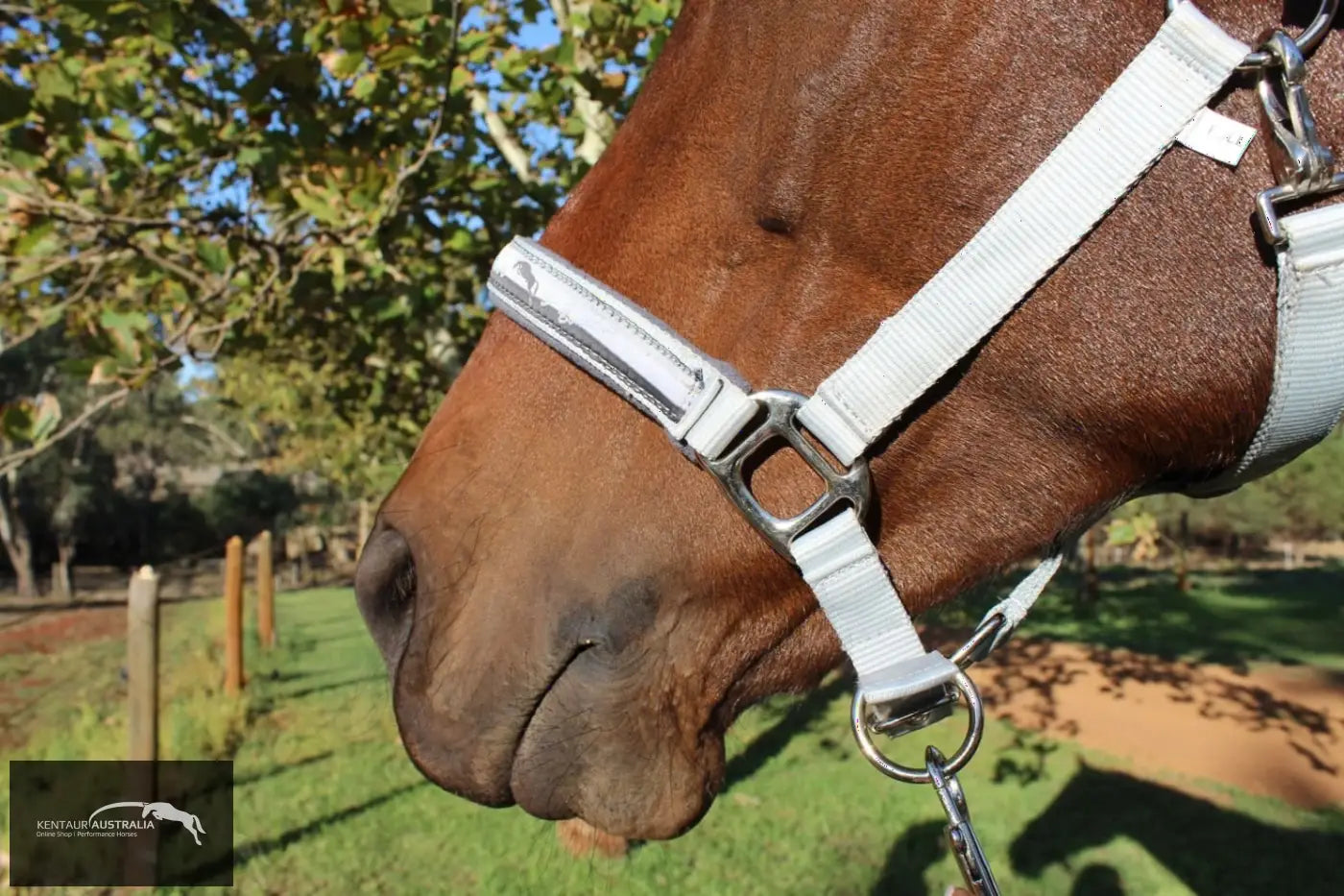 Kentaur ’Fleece’ Halter Halters &amp; Flyveils